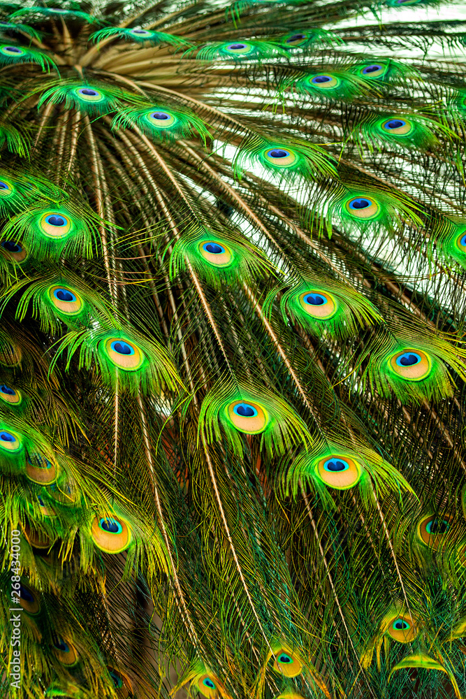 Obraz premium peacock feather closeup texture background