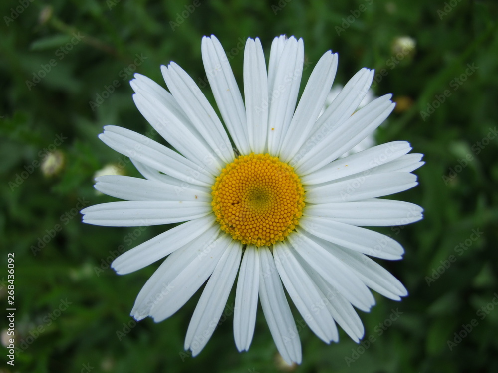 Fototapeta premium #268436092