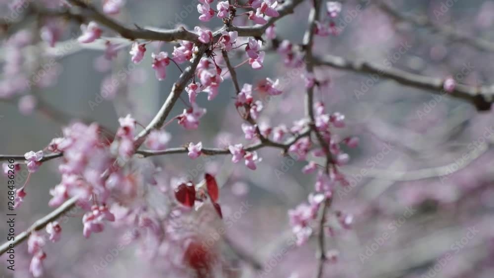Close up of beautiful white and pink blossoms on a bright sunny spring day Close up of beautiful white and pink blossoms on a bright sunny spring day