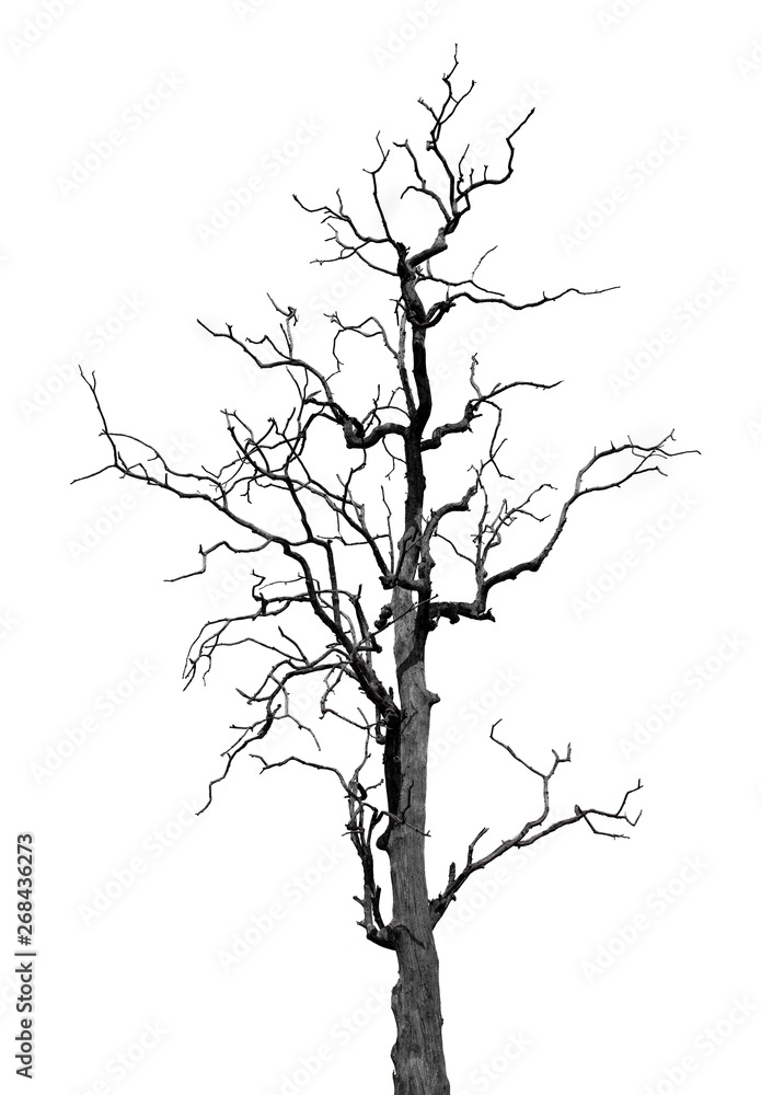 Obraz premium black and white dead tree
