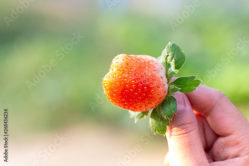 Red ripe strawberry