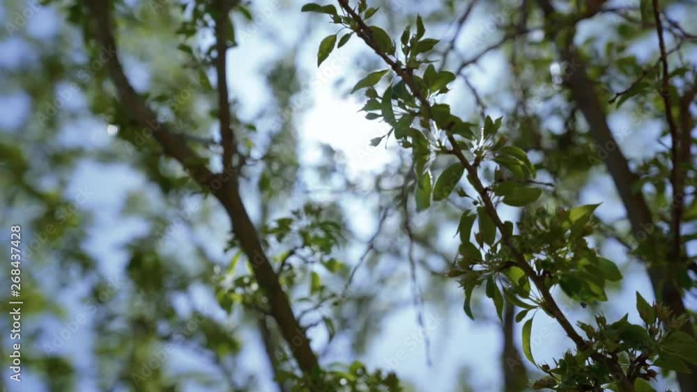 Bright green leaves on a tree branch with sun-rays coming through in slow motion Bright green leaves on a tree branch with sun-rays coming through in slow motion