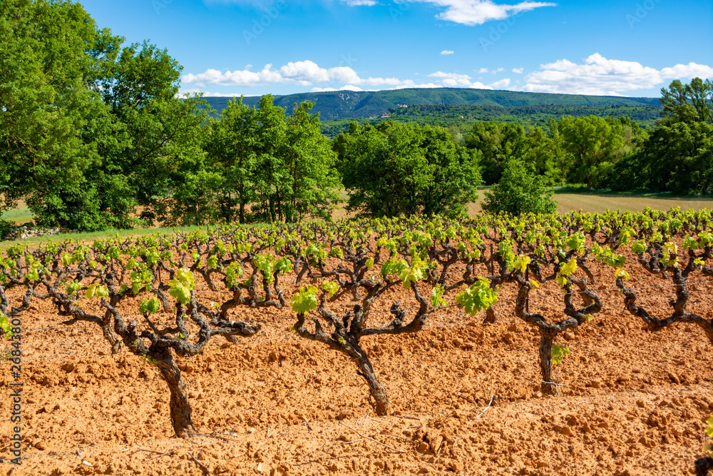 Production of rose, red and white wine in Luberon, Provence, South of France, vineyard on ochres in early summer