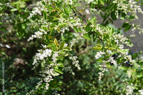 Chinese privet flowers (Ligustrum sinense)