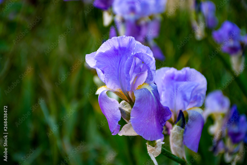 Lilac iris flowers, spring blossom of colorful irises in Provence, South of France