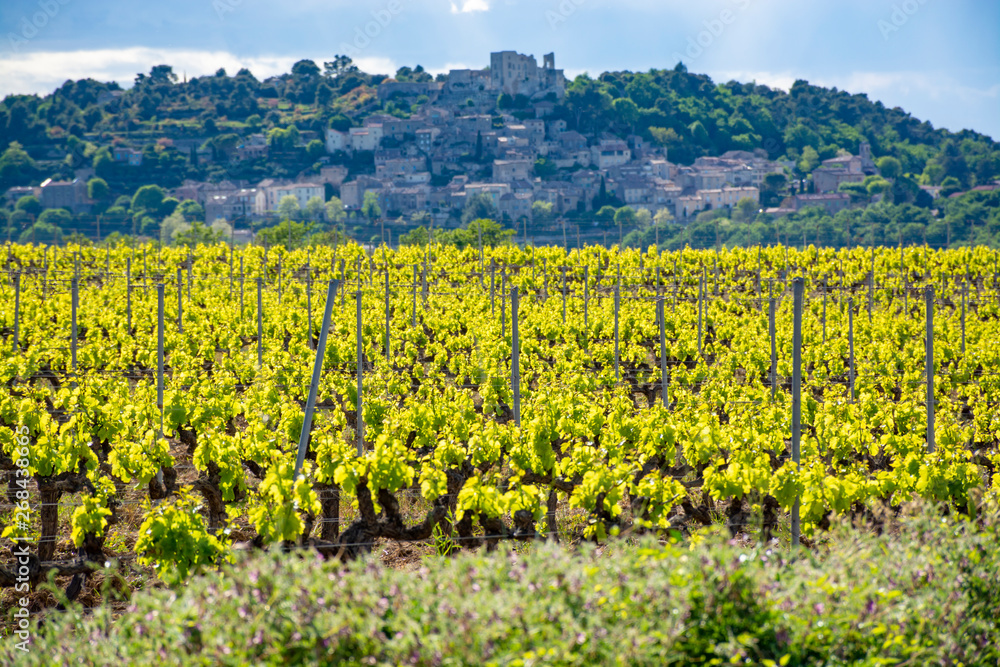 Production of rose, red and white wine near small town Lacoste in Provence, South of France, vineyard in early summer
