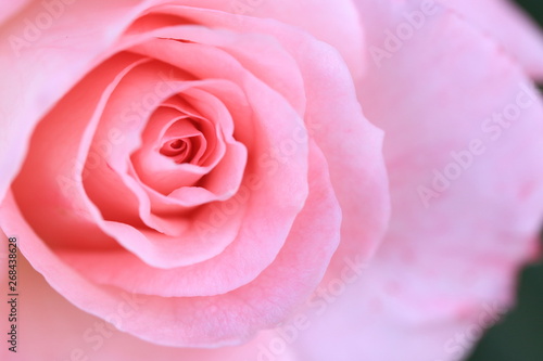 ピンク色の薔薇のクローズアップ