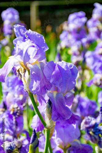 Lilac iris flowers  spring blossom of colorful irises in Provence  South of France