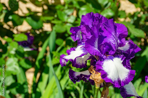 Lilac iris flowers, spring blossom of colorful irises in Provence, South of France