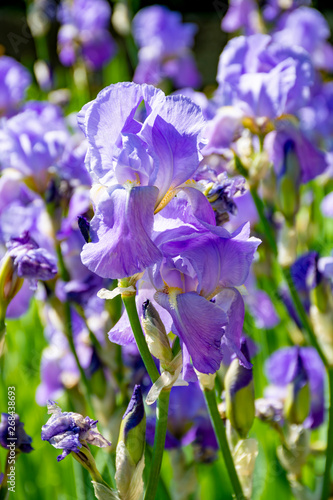 Lilac iris flowers  spring blossom of colorful irises in Provence  South of France