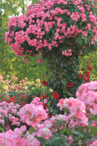 Fototapeta Naklejka Na Ścianę i Meble -  満開の薔薇園の花です