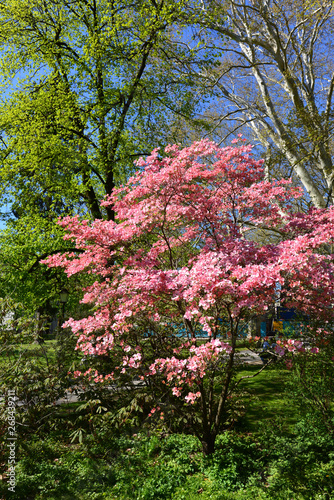 Stern-Magnolie (Magnolia stellata)  photo