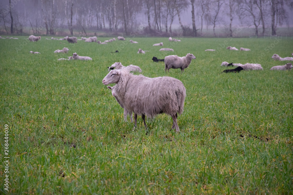 Fototapeta premium sheep in field