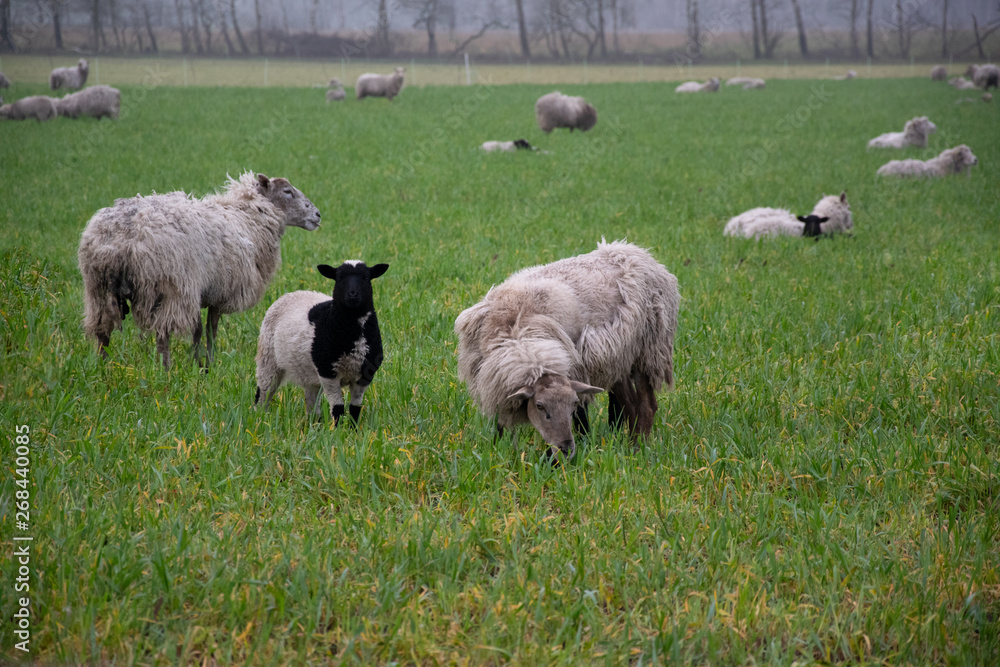 Fototapeta premium sheep in field