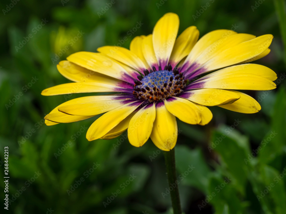 Large Yellow Daisy Flower Large Yellow Daisy Flower