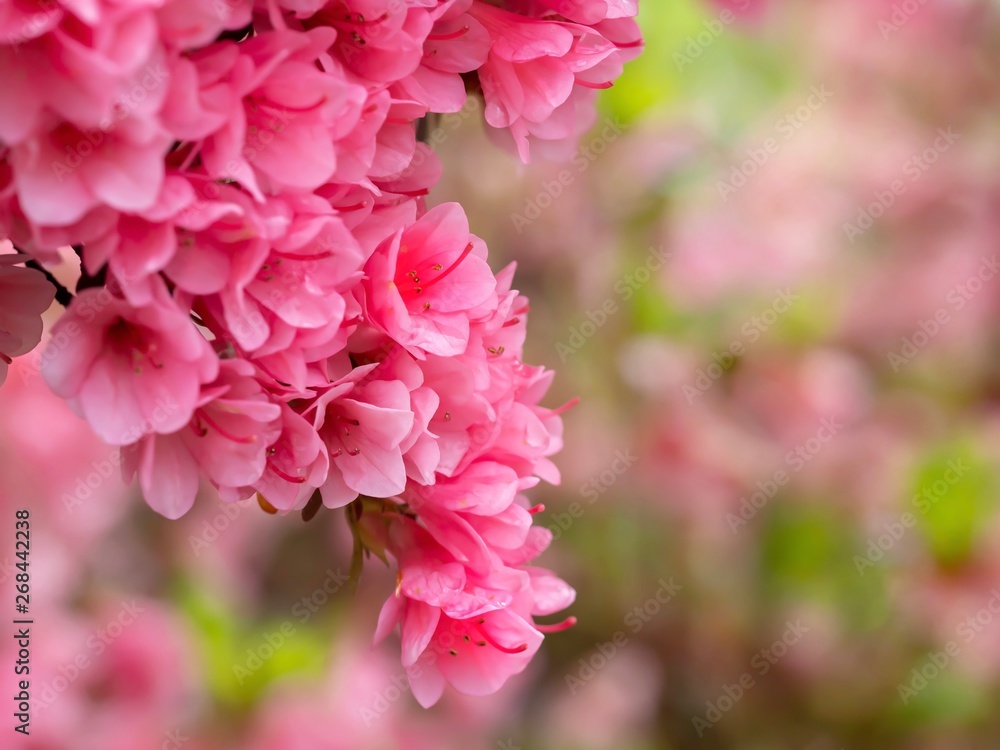Fototapeta premium Mini Pink Rhododendrons with a Soft Pink and Green Background