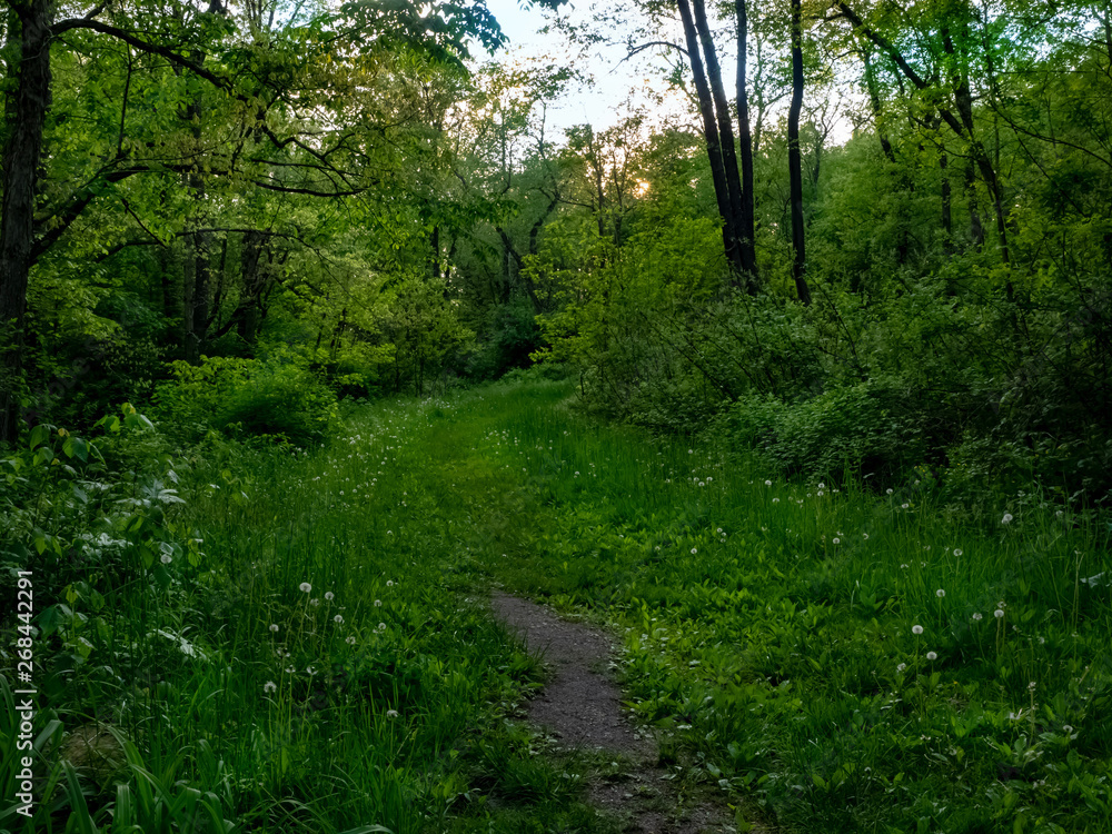 A Path Into the Woods
