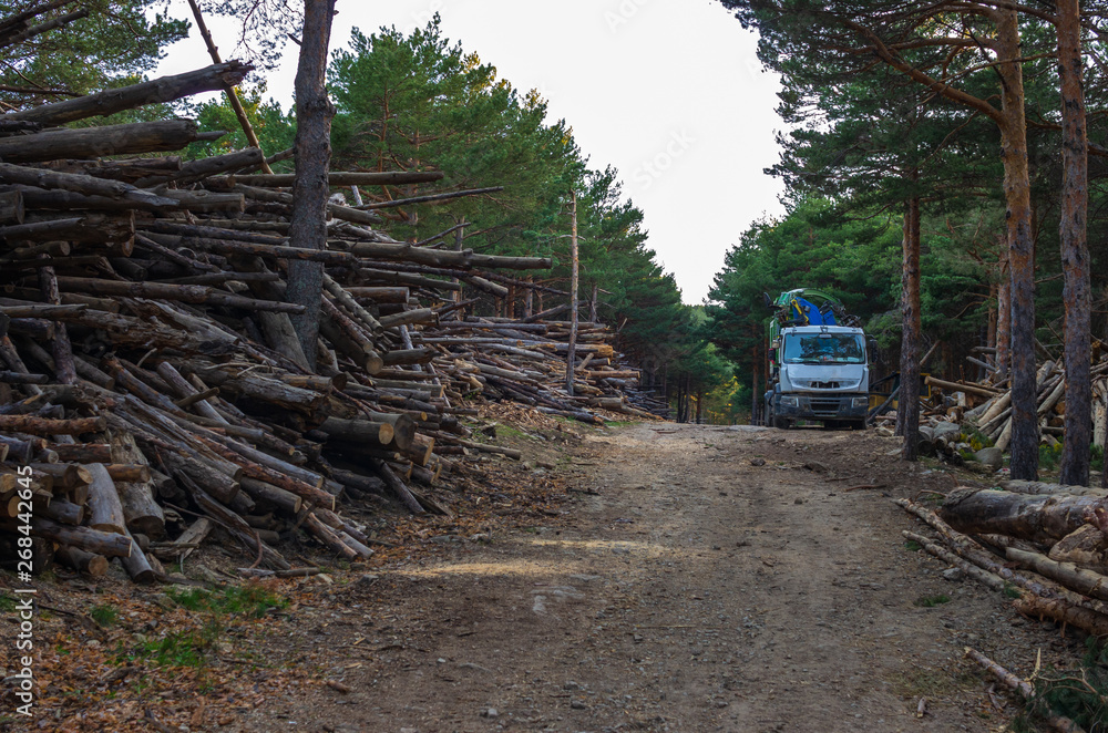 Trunks piled up waiting to turn them into pellets by a crushing truck Trunks piled up waiting to turn them into pellets by a crushing truck