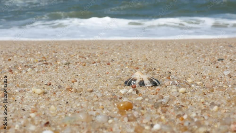 Seashell on beach closeup, zoom out to wide angle. Waves crashing on shore in background. Seashell on beach closeup, zoom out to wide angle. Waves crashing on shore in background.