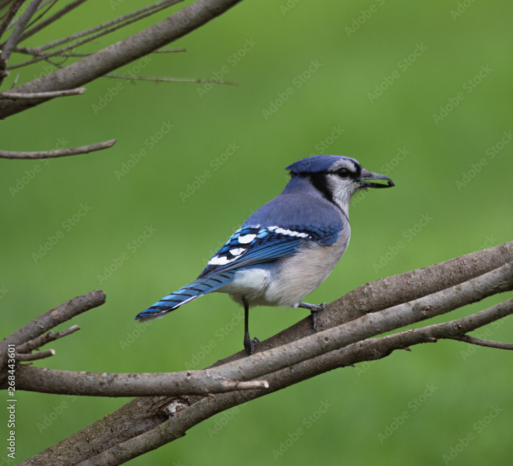 Obraz premium Blue Jay found a seed