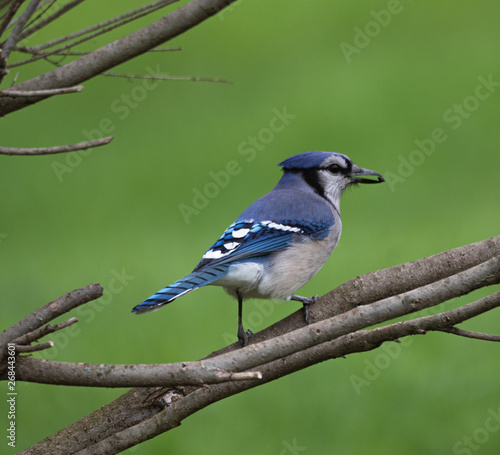 Blue Jay found a seed