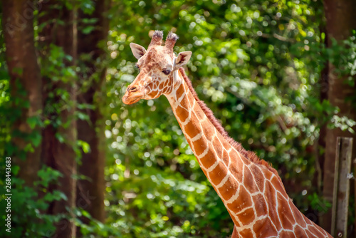 A closeup of a giraffes head with a blurred green background.