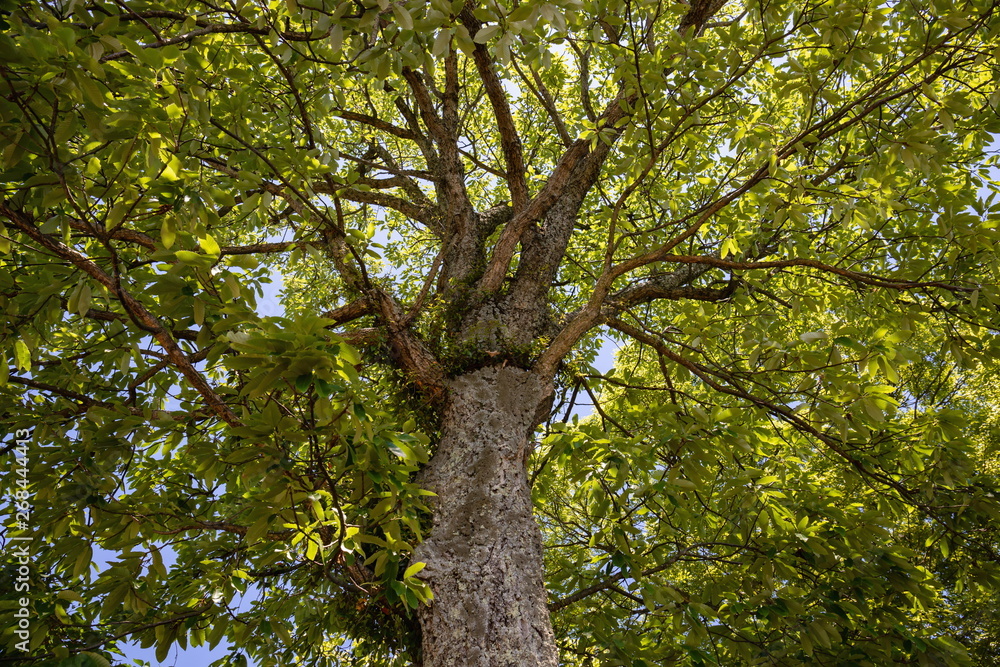Fototapeta premium Old oak tree with new leaves looking up ,Shikoku,Japan