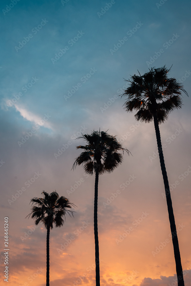 Palm trees at sunset, at Windansea Beach, in La Jolla, California Palm trees at sunset, at Windansea Beach, in La Jolla, California