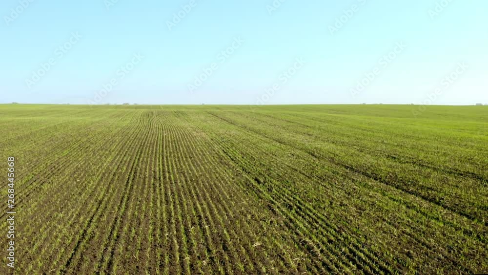 An aerial shot of soybean field ripening at spring season, agricultural landscape. 4K. Young plants. An aerial shot of soybean field ripening at spring season, agricultural landscape. 4K. Young plants.