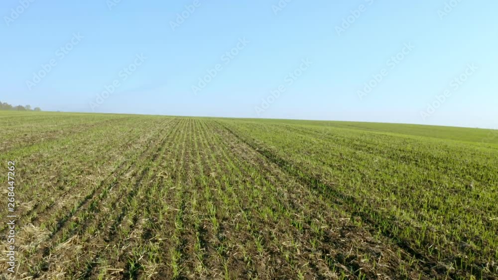 An aerial shot of soybean field ripening at spring season, agricultural landscape. 4K. Young plants. An aerial shot of soybean field ripening at spring season, agricultural landscape. 4K. Young plants.