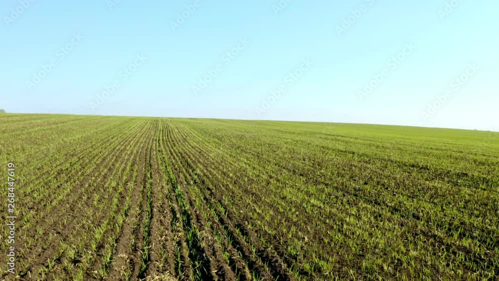 An aerial shot of soybean field ripening at spring season, agricultural landscape. 4K. Young plants. An aerial shot of soybean field ripening at spring season, agricultural landscape. 4K. Young plants.