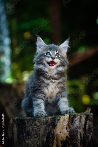 Blue tabby Maincoon cat chilling and sitting in  green garden. Yellow eyes cat outdoor in daytime lighting sitting on wooden log, ground full of falling leaves. Healthy gray kitten in forest. Autumn. 