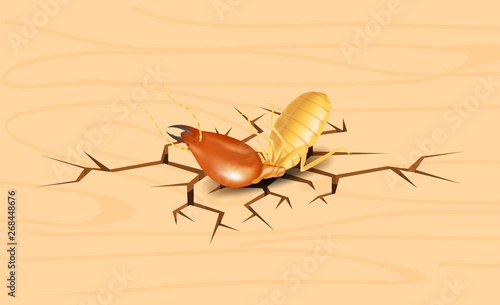 termite, dead termites on crack wood background, dead termite on wood texture with destruction and damage concept, termites over cracks in wooden wall surface, termite on the cracked wood  hole