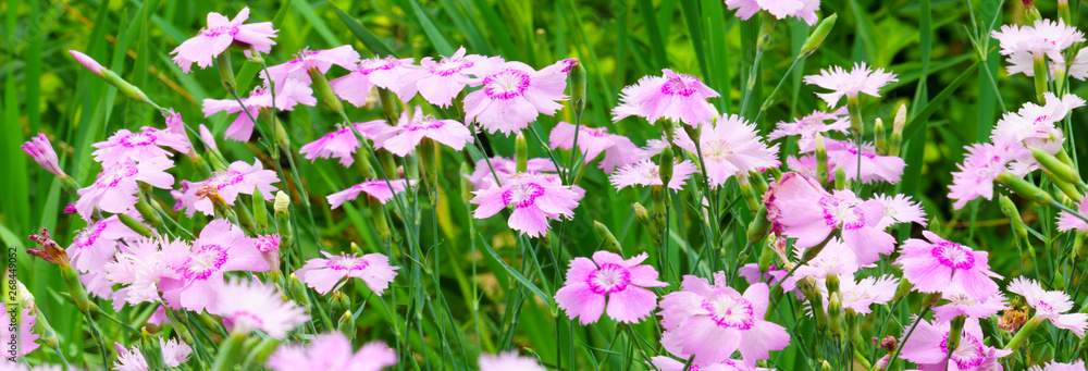 Fototapeta premium Panoramic view of Dianthus repens on green color bokeh