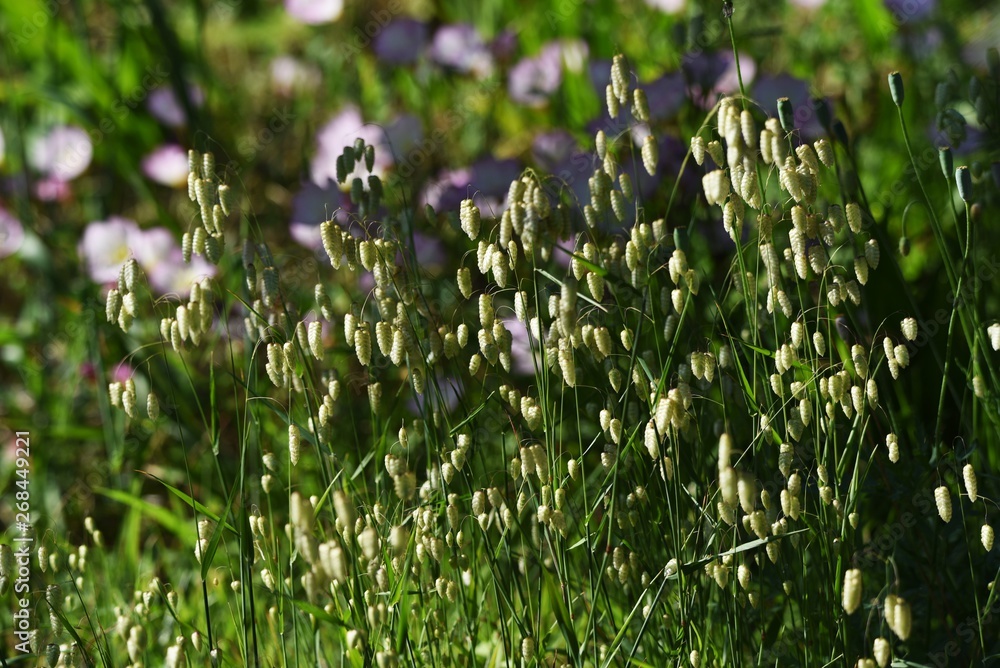 Fototapeta premium Big quaking grass is clustered in the vacant land.