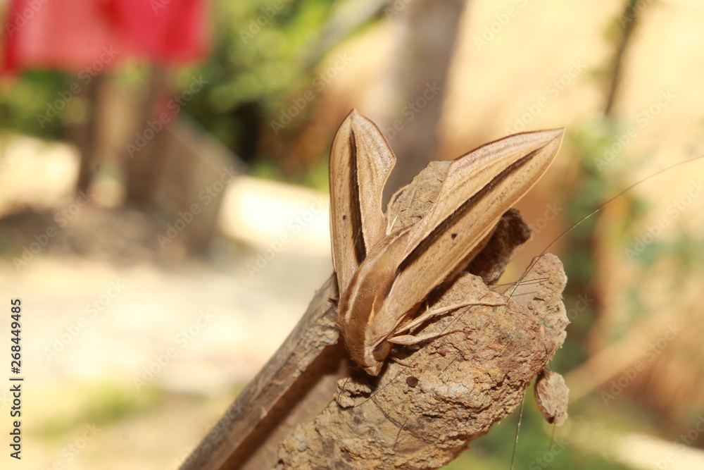 Theretra silhetensisor or brown-banded hunter hawk moth Theretra silhetensisor or brown-banded hunter hawk moth