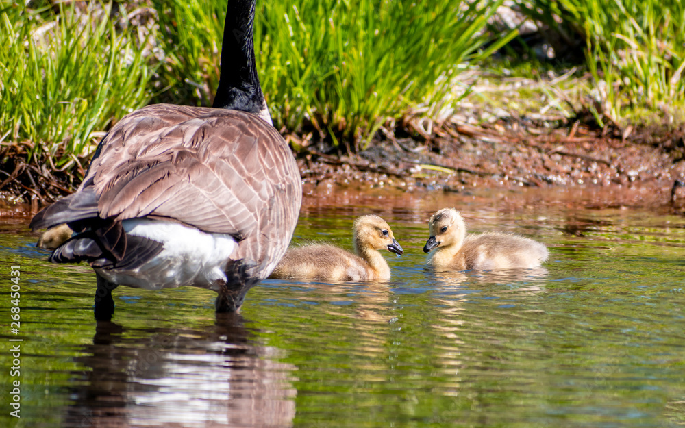 Fototapeta premium Geese and goslings are enjoying family life 