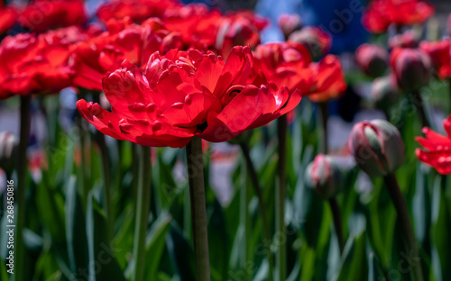 Bild auf Leinwand Miranda tulips