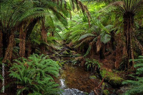 Tree ferns on trail to Beauchamp Falls  Great Otway National Park  Australia