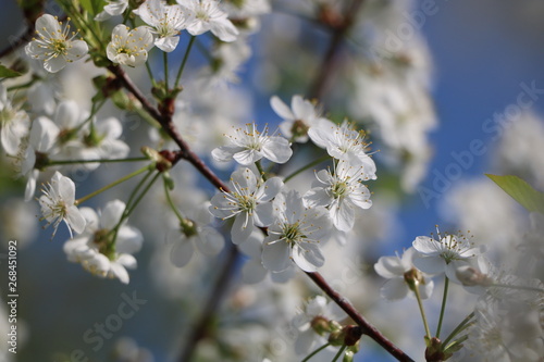 cherry flowers © Svetlana