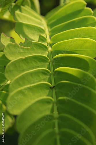 Tamarind (Tamarindus indica) leaves close up, it is a leguminous tree in the family Fabaceae indigenous to tropical Africa. The genus Tamarindus is a monotypic taxon (having only a single species).