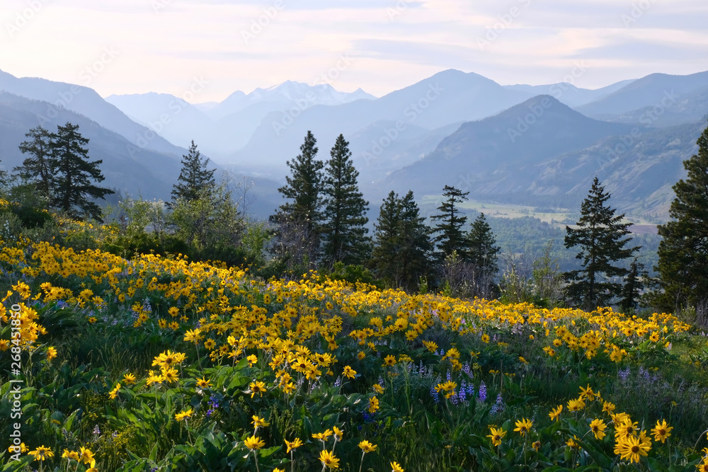 Vacation travel in Washington. Meadows with arnica  and lupine wildflowers and Cascade Range Mountains near Winthrop. WA. Unites States.