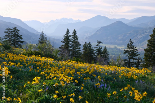 Vacation travel in Washington. Meadows with arnica  and lupine wildflowers and Cascade Range Mountains near Winthrop. WA. Unites States. © aquamarine4