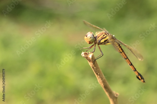 dragonfly © #CHANNELM2