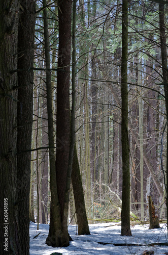 Winter forest