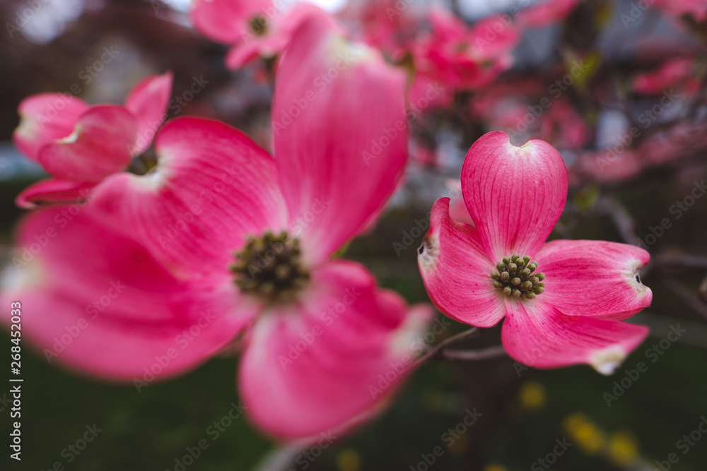 Cherokee chief dogwood pink flower blossoms Cherokee chief dogwood pink flower blossoms