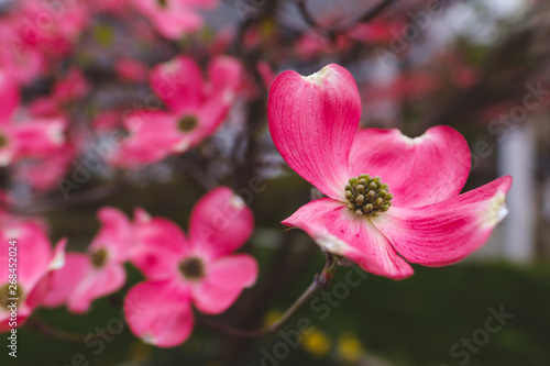 Cherokee chief dogwood pink flower blossoms