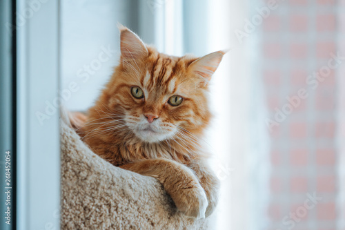 Fototapeta Naklejka Na Ścianę i Meble -  Maine Coon ginger cat looking away in surprise