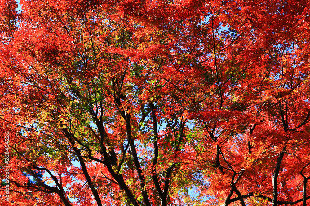 Looking up in the autumn forest