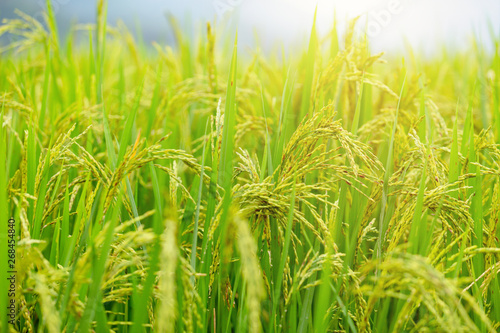 Green rice field background.